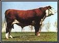 BCD 42L Standard Lad 417S
