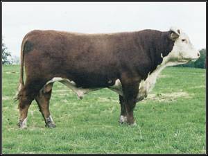 SNS 288D Alberta Eclipse 6F
