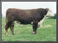 SNS 288D Alberta Eclipse 6F