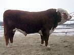 BCD 216M Mark 529R